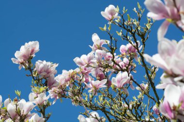 Bahar çiçeği pembe Manolya stellata büyük çiçekli 