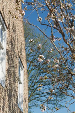 Eski Hollanda üstünde belgili tanımlık pencere sokak beyaz çiçekler bahar