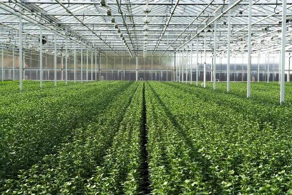 Chrysanthemum flowers growth in huge Dutch greenhouse, flowers f