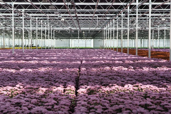 Chrysanthemum flowers growth in huge Dutch greenhouse, flowers f — Stock Photo, Image