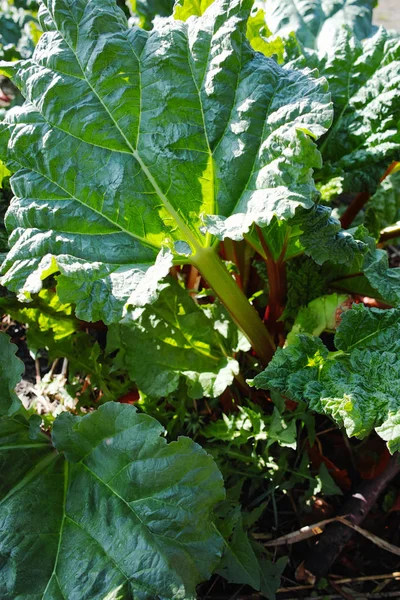 Rhubarb plant growing in the ground — Stock Photo, Image