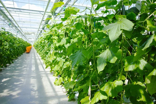 Lezzetli organik yeşil salatalık büyüme büyük Hollandalı sera, ev — Stok fotoğraf