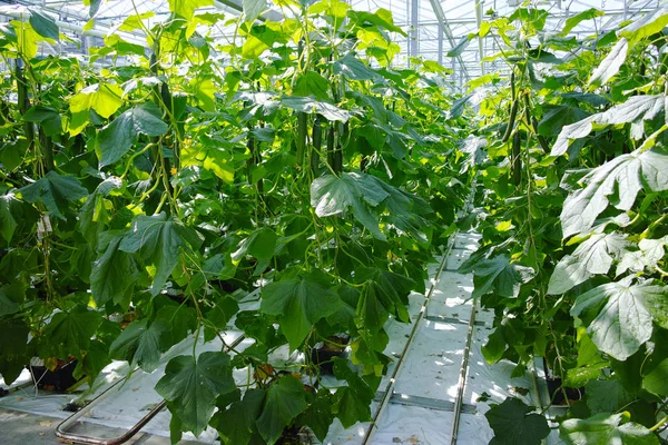 Smakelijke biologische groene komkommers groei in de grote Nederlandse kas, ev — Stockfoto