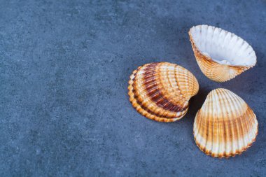 Sana renkli deniz kabukları yuvarlak, kopyalama alanı