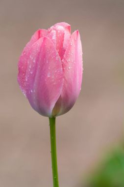Yakın çekim yağmur yağmur damlaları sonra Pembe Laleler