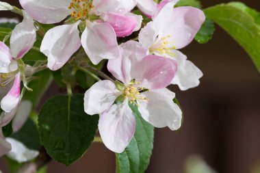 Elma ağacı pembe çiçeği sonra yağmur - bahar mevsimi