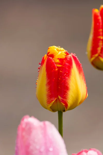 Tulipán amarillo-rojo después de la lluvia con gotas de lluvia de cerca — Foto de Stock