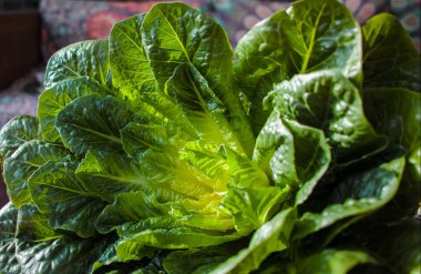 Yeşil romaine marul kaynak vitamin
