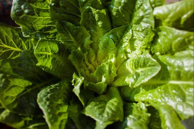 Yeşil romaine marul kaynak vitamin