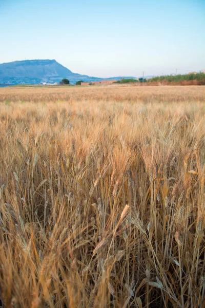 Κίτρινα πεδία με ώριμη σκληρό σιτάρι, grano duro, Σικελία, Ιταλία — Φωτογραφία Αρχείου