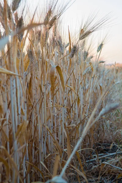 Sárga mezők érett, kemény búza, grano duro, Szicília, Olaszország — Stock Fotó