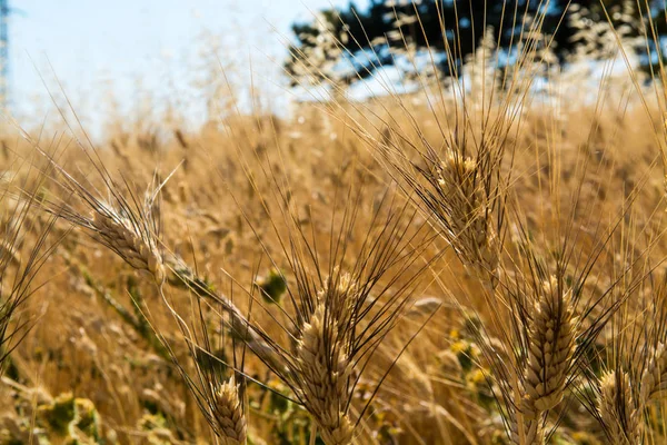 Campos amarelos com trigo duro maduro, grano duro, Sicília, Itália — Fotografia de Stock