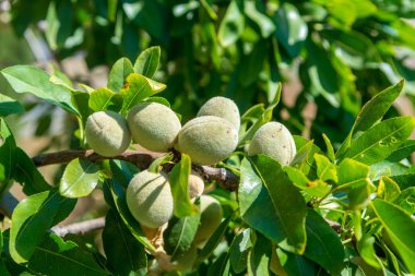 Yeni hasat badem, badem ağacı, badem fındık plantatation üzerinde