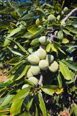 Yeni hasat badem, badem ağacı, badem fındık plantatation üzerinde