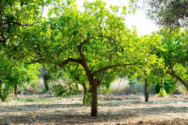 Zengin C vitamini olgun sarı Sicilya limon meyve narenciye ağacı 
