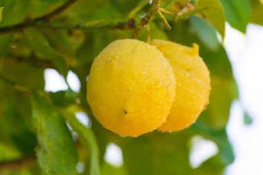 Narenciye meyve olgun C vitamini zengin Sicilya limon sarı 