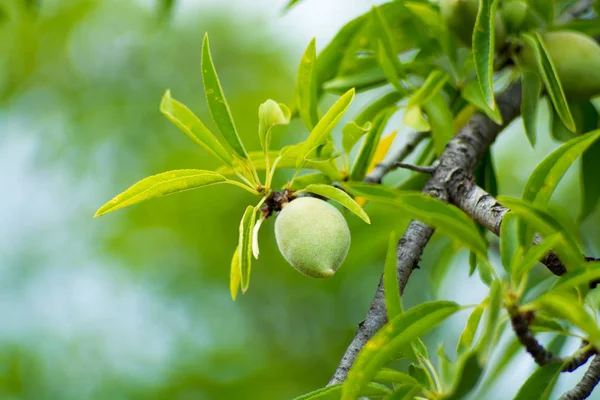 New harvest of almonds, almonds on the tree, almonds nut plantation