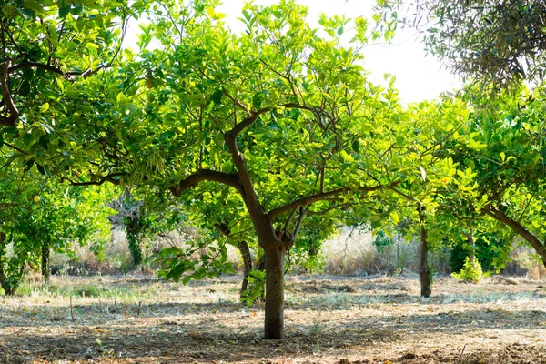 Citrus gyümölcsök, gazdag C-vitamin érett szicíliai citrom fa — Stock Fotó