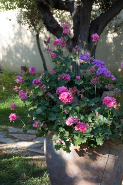 Sardunya çiçeği pembe ve mor gard içinde eski toprak kap içinde