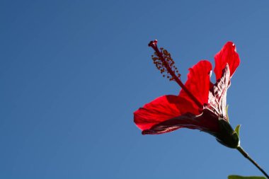 Güzel kırmızı hibiscus çiçek çiçek açması ağaç gard içinde