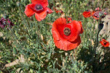Alan yaz üzerinde haşhaş kırmızı çiçekler