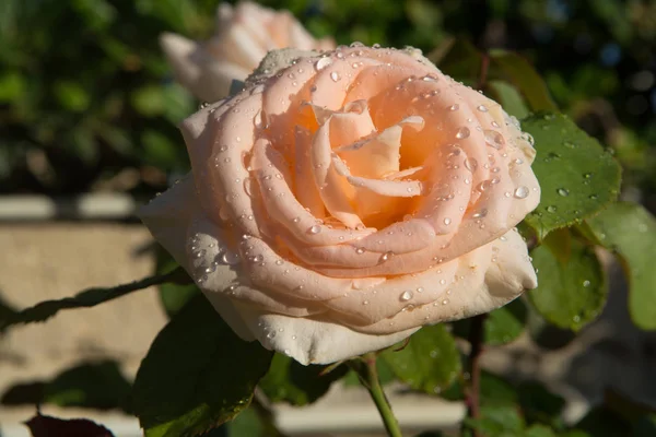 Желто-розовое розовое растение зацветает в саду — стоковое фото