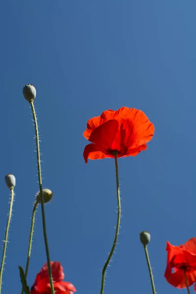 Flores de papoula vermelhas no verão de campo e céu azul — Fotografia de Stock