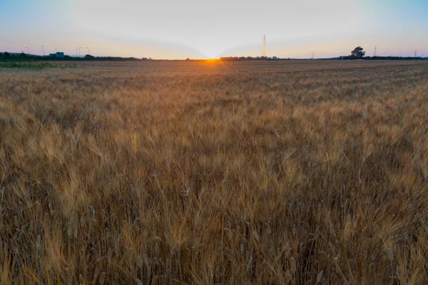 Sárga mezők érett, kemény búza, grano duro, Szicília, Olaszország — Stock Fotó