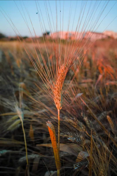 Żółte pola z dojrzałej pszenicy twardy, grano duro, Sycylia, Włochy — Zdjęcie stockowe