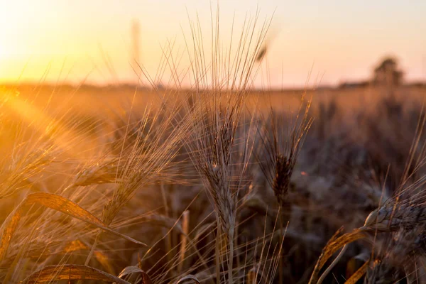 Gula fält med mogna hårt vete, grano duro, Sicilien, Italien — Stockfoto