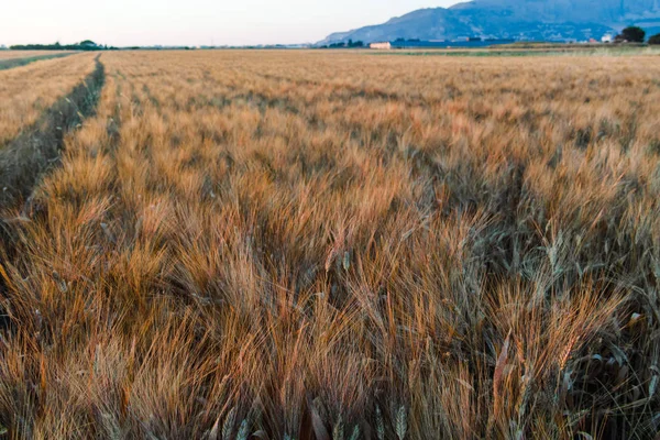 Gula fält med mogna hårt vete, grano duro, Sicilien, Italien — Stockfoto
