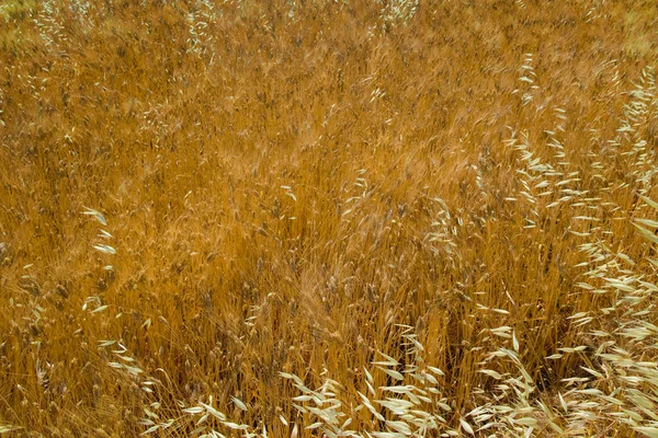 Campi gialli con grano duro maturo, grano duro, Sicilia, Italia — Foto Stock