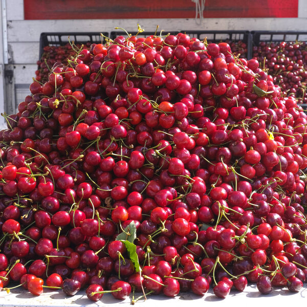 New harvest of fresh ripe red sweet cherry, street market in Ita