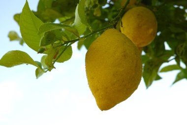 Narenciye meyve olgun C vitamini zengin Sicilya limon sarı