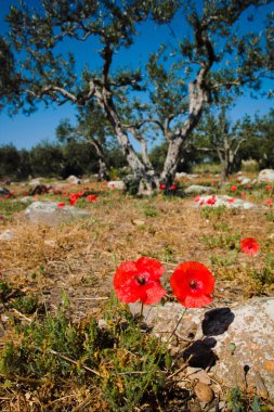 Saç ekimi ve sahada kırmızı haşhaş çiçekleri zeytin ağaçları