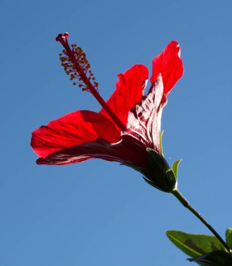 Güzel kırmızı hibiscus çiçek çiçek açması ağaç gard içinde