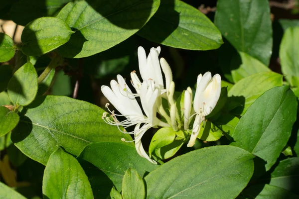 Fleurs de jasmin blanc parfumé — Photo