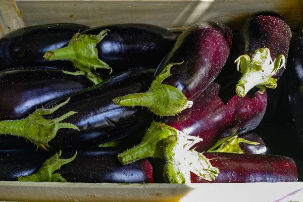 バイオレットナス、新しい収穫、新鮮な健康野菜. — ストック写真