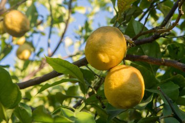 Narenciye meyve olgun C vitamini zengin Sicilya limon sarı