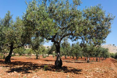 Zeytin ağaçları üst üste. Saç ekimi ve mavi gökyüzü