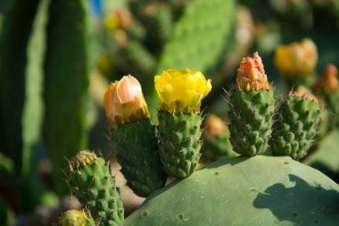Çiçekli dikenli armut (Opuntia ficus-indica) kaktüs bitkisi