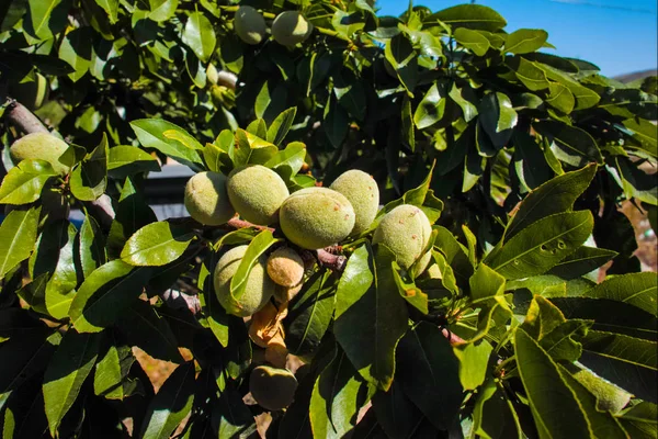 New harvest of almonds, almonds on the tree, almonds nut plantat