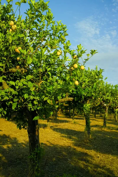 Narenciye meyve olgun C vitamini zengin Sicilya limon sarı — Stok fotoğraf