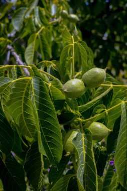 Ceviz ağacı büyümeye hasat için bekliyor