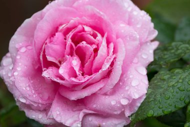 Güzel pembe Gül bitki bahçede çiçek açması