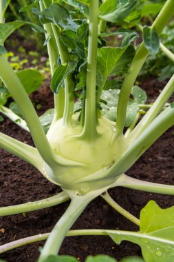 Olgun alabaşlar veya gar içinde büyüyen şalgam bitki closeup