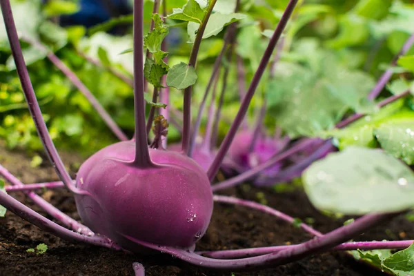 Penutup dari matang ungu Kohlrabi atau tanaman lobak tumbuh di — Stok Foto