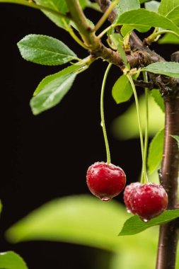 Olgun kırmızı organik ekşi kiraz dal üzerinde