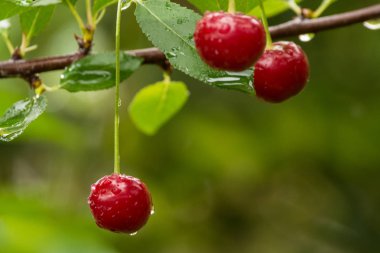 Ripe red organic sour cherries on the branch clipart
