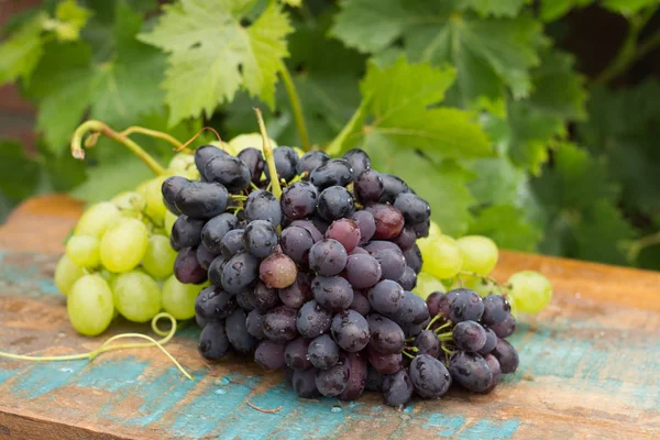 Gesunde Früchte Rot- und Weißweintrauben im Weinberg, dunkle g — Stockfoto